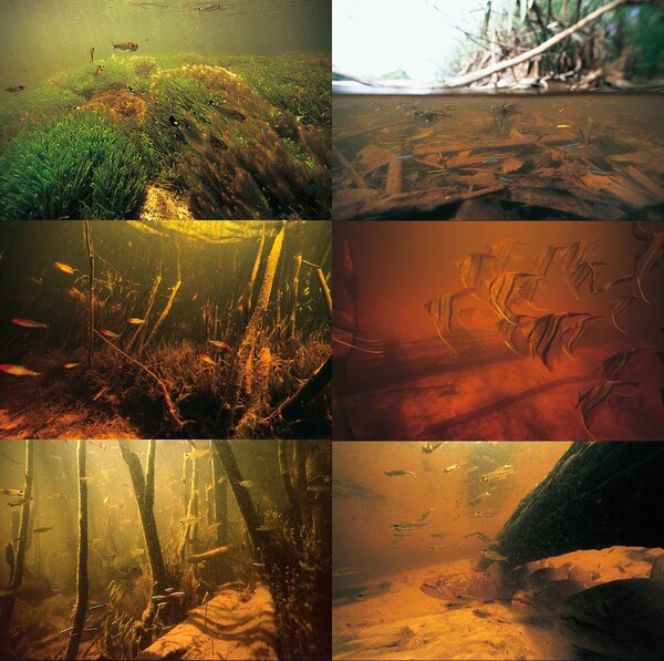 Aquascaping από τον Takashi Amano.