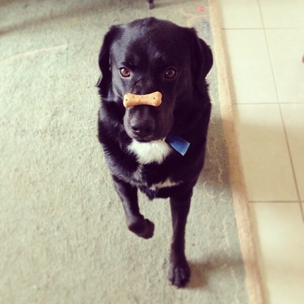 #LIFOPETS (25): Αυτά είναι τα κατοικίδιά μας