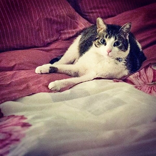 #LIFOPETS (25): Αυτά είναι τα κατοικίδιά μας