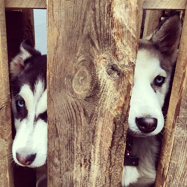 #LIFOPETS (25): Αυτά είναι τα κατοικίδιά μας