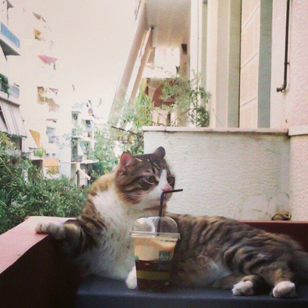 #LIFOPETS (6): Αυτά είναι τα κατοικίδιά μας