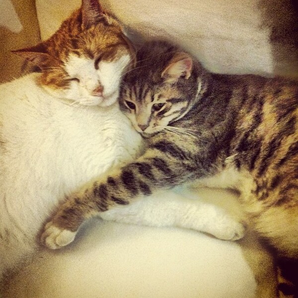 #LIFOPETS (25): Αυτά είναι τα κατοικίδιά μας