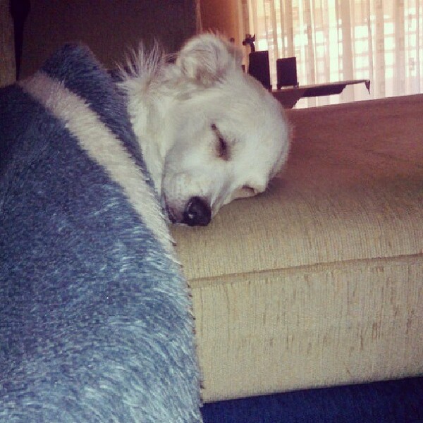 #LIFOPETS (14): Αυτά είναι τα κατοικίδιά μας