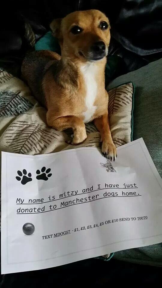 #dogselfie για καλό σκοπό