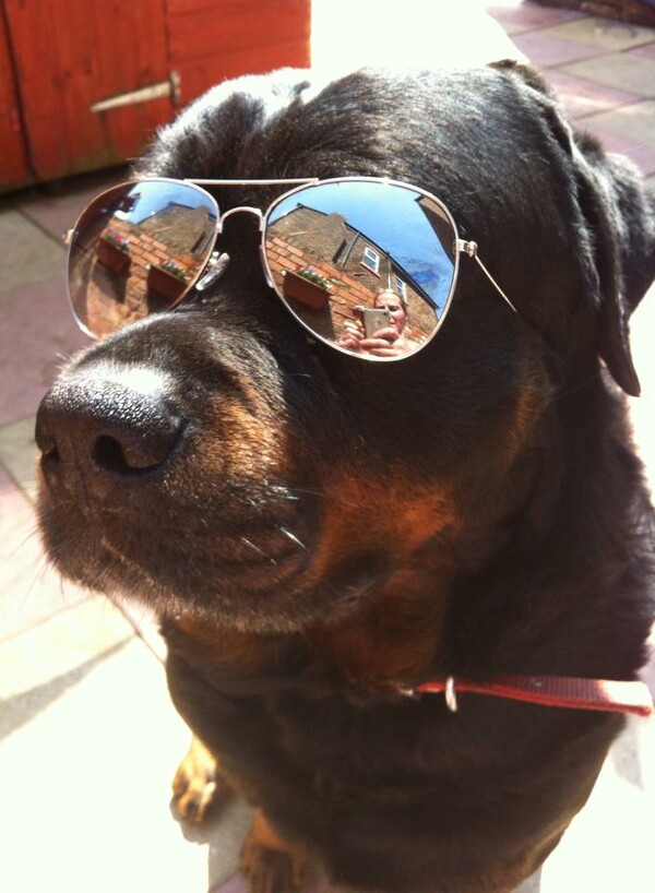 #dogselfie για καλό σκοπό
