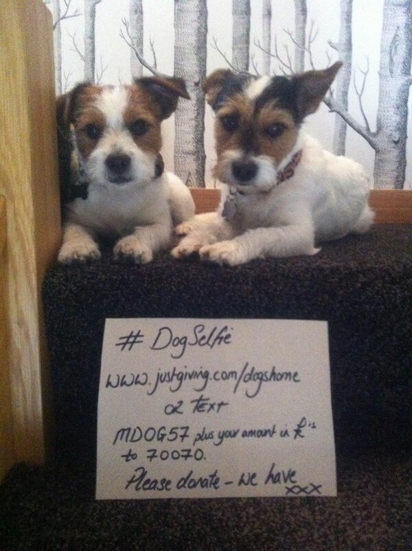 #dogselfie για καλό σκοπό