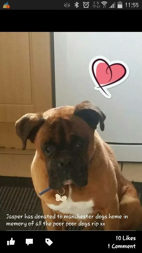 #dogselfie για καλό σκοπό