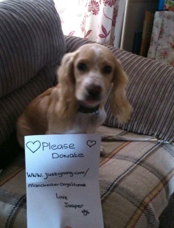 #dogselfie για καλό σκοπό