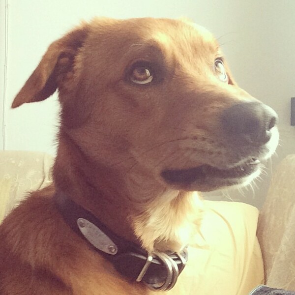 #LIFOPETS (35): Αυτά είναι τα κατοικίδιά μας