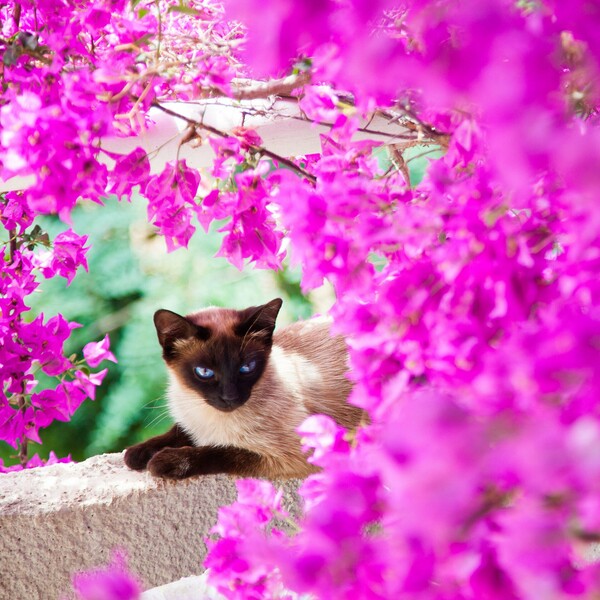 Chạy tự do với đường đua Santorini
