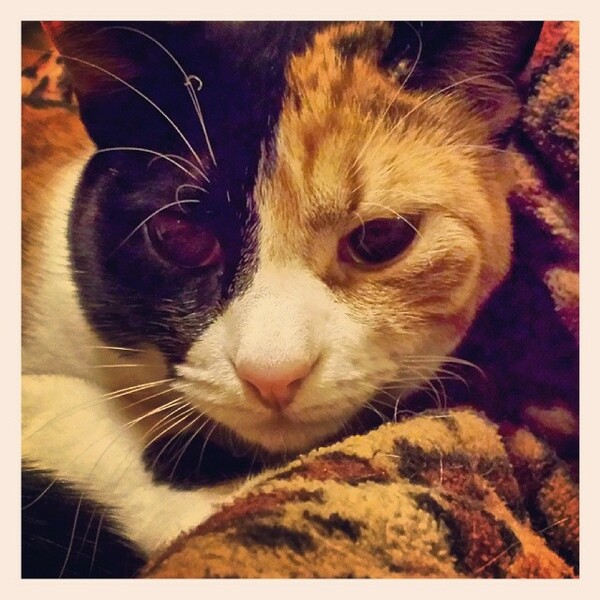 #LIFOPETS (35): Αυτά είναι τα κατοικίδιά μας