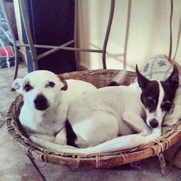 #LIFOPETS (35): Αυτά είναι τα κατοικίδιά μας