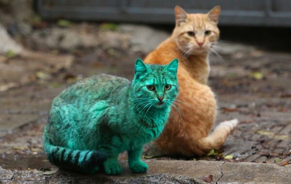 H περίεργη πράσινη γάτα της Βουλγαρίας