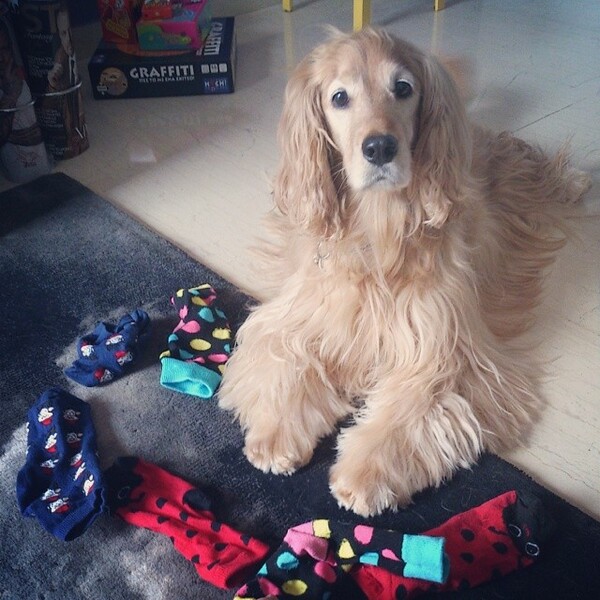 #LIFOPETS (35): Αυτά είναι τα κατοικίδιά μας