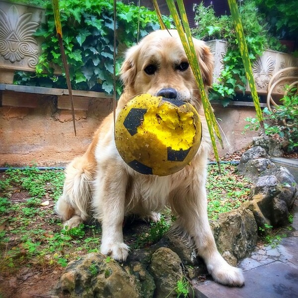 #LIFOPETS (35): Αυτά είναι τα κατοικίδιά μας
