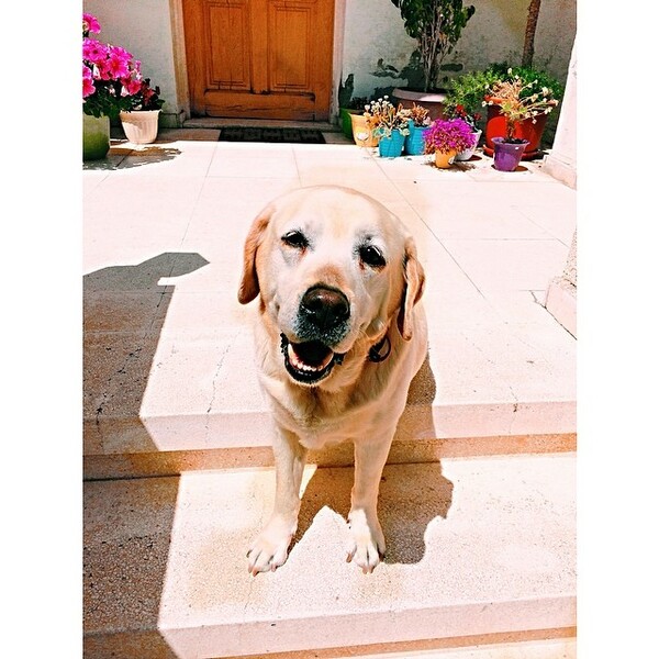 #LIFOPETS (35): Αυτά είναι τα κατοικίδιά μας