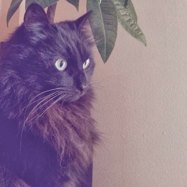 #LIFOPETS (35): Αυτά είναι τα κατοικίδιά μας