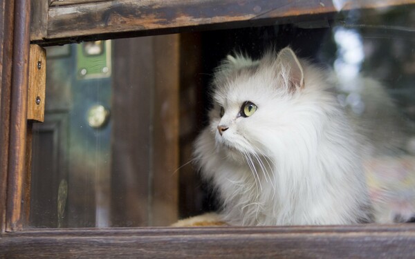 30 γάτες που περιμένουν μελαγχολικές τα αφεντικά τους να γυρίσουν