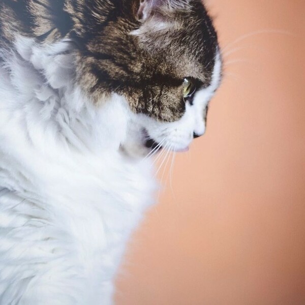 #LIFOPETS (35): Αυτά είναι τα κατοικίδιά μας