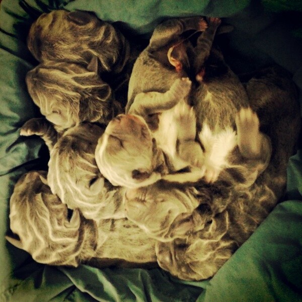 #LIFOPETS (35): Αυτά είναι τα κατοικίδιά μας