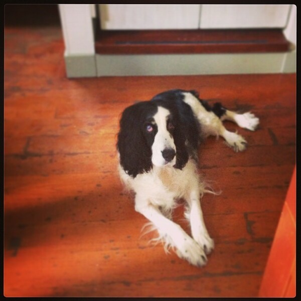 #LIFOPETS (35): Αυτά είναι τα κατοικίδιά μας