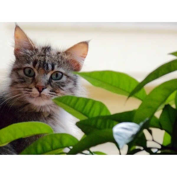 #LIFOPETS (35): Αυτά είναι τα κατοικίδιά μας