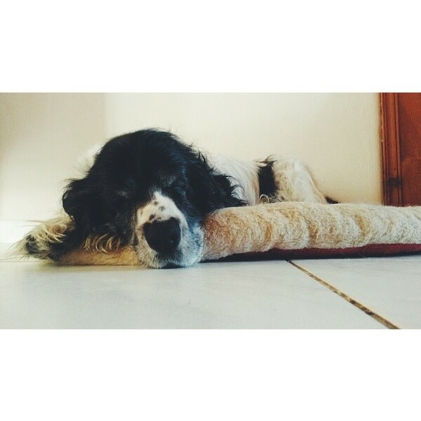 #LIFOPETS (35): Αυτά είναι τα κατοικίδιά μας