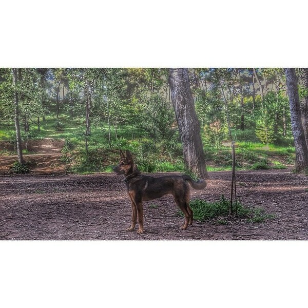 #LIFOPETS (35): Αυτά είναι τα κατοικίδιά μας