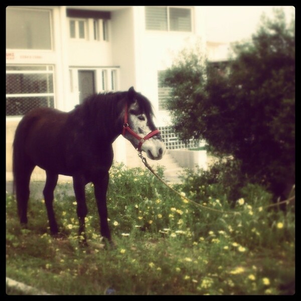 #LIFOPETS (35): Αυτά είναι τα κατοικίδιά μας