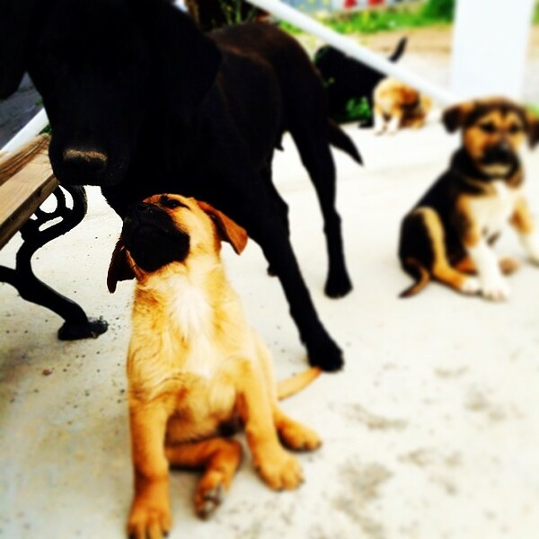 #LIFOPETS (35): Αυτά είναι τα κατοικίδιά μας