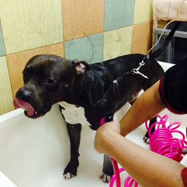 #LIFOPETS (35): Αυτά είναι τα κατοικίδιά μας