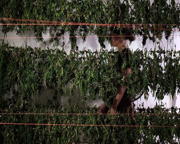 Στα άδυτα των θρυλικών καλλιεργειών μαριχουάνας στην Καλιφόρνια