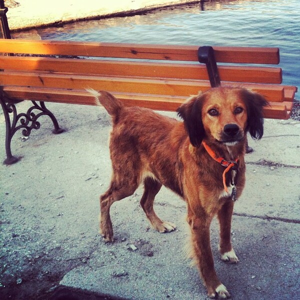 #LIFOPETS (35): Αυτά είναι τα κατοικίδιά μας