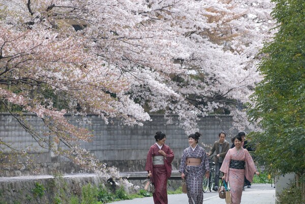 Hanami: η αποθέωση της Άνοιξης