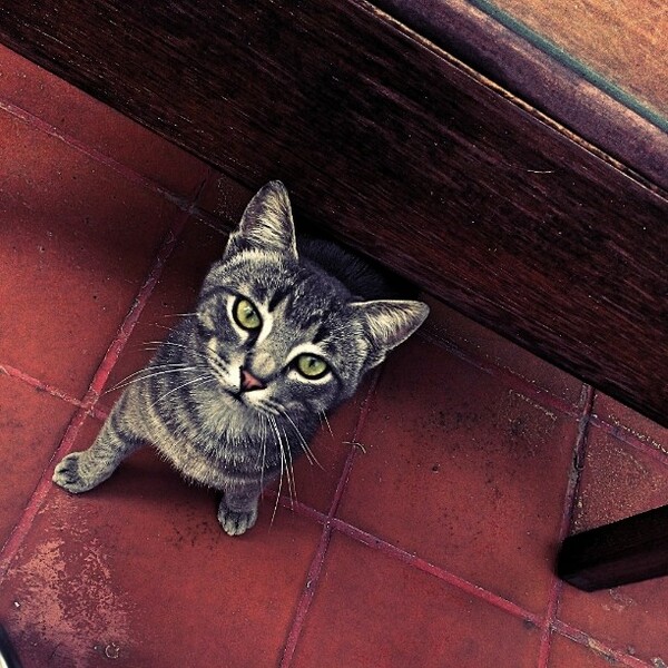 #LIFOPETS (35): Αυτά είναι τα κατοικίδιά μας
