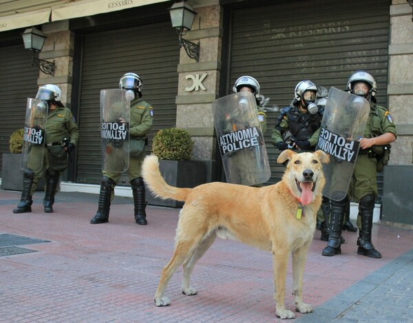 Η ζωή και ο θάνατος του Λουκάνικου, του σκύλου σύμβολο