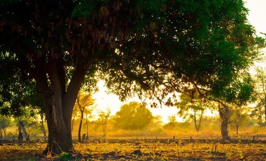 Η θλίψη πίσω από τα δέντρα μάνγκο της Κεντροαφρικανικής Δημοκρατίας