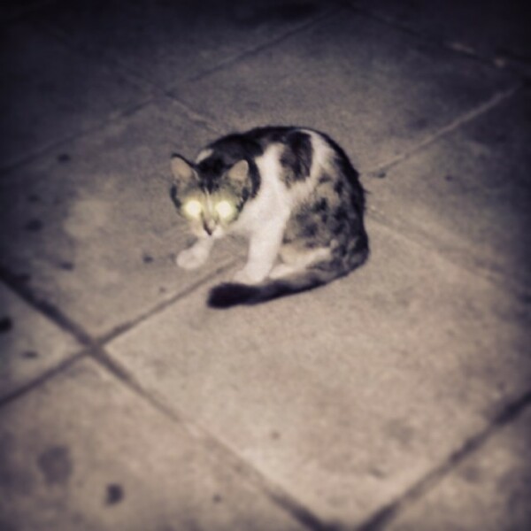 #LIFOPETS (42): Αυτά είναι τα κατοικίδιά μας