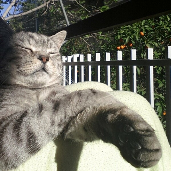 #LIFOPETS (33): Αυτά είναι τα κατοικίδιά μας