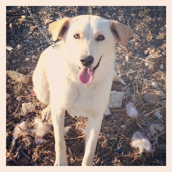 #LIFOPETS (53): Αυτά είναι τα κατοικίδιά μας