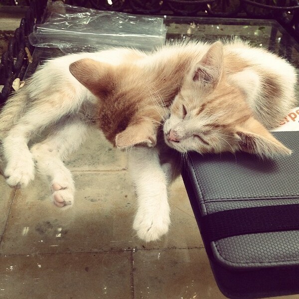 #LIFOPETS (57): Αυτά είναι τα κατοικίδιά μας