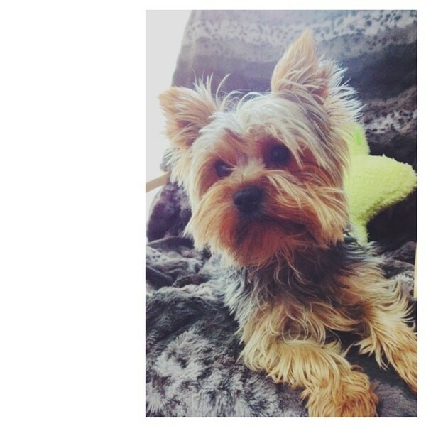 #LIFOPETS (47): Αυτά είναι τα κατοικίδιά μας