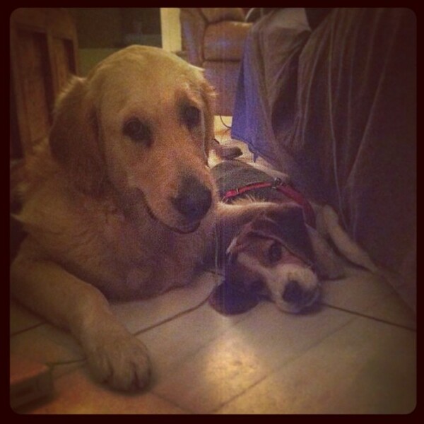#LIFOPETS (34): Αυτά είναι τα κατοικίδιά μας