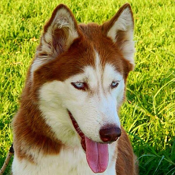 #LIFOPETS (57): Αυτά είναι τα κατοικίδιά μας