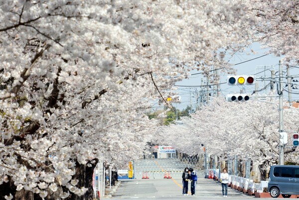 Hanami: η αποθέωση της Άνοιξης