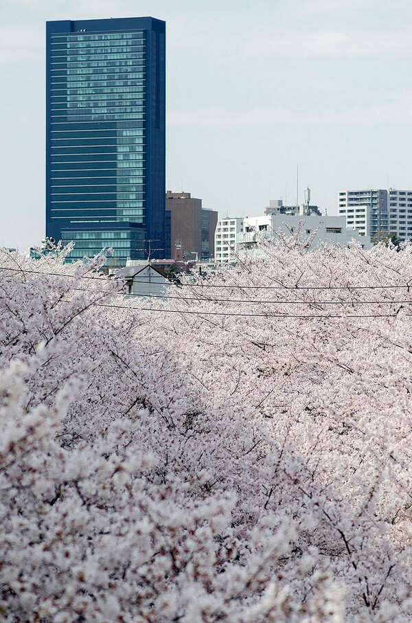 Hanami: η αποθέωση της Άνοιξης