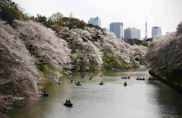 Hanami: η αποθέωση της Άνοιξης