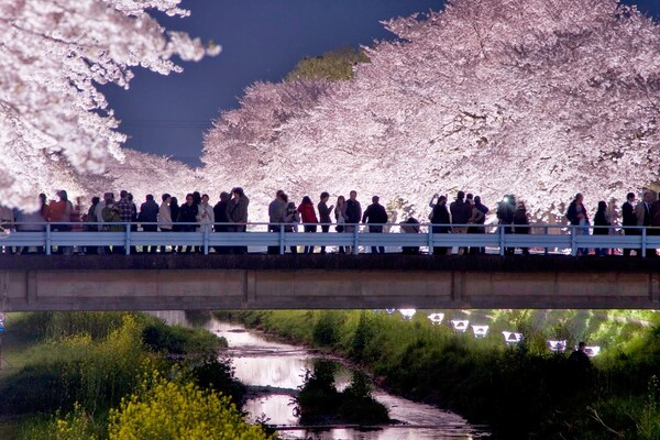 Hanami: η αποθέωση της Άνοιξης