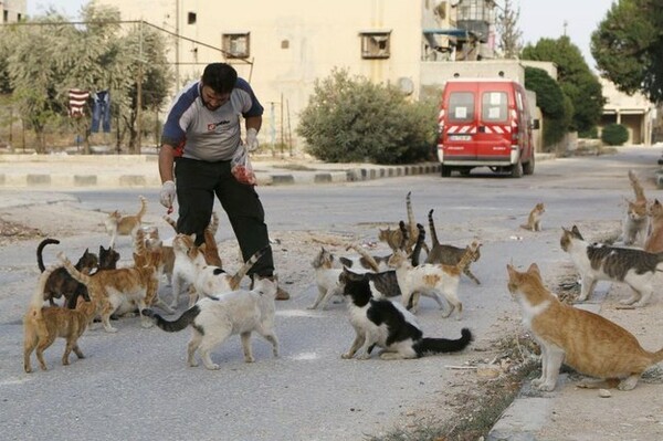 O άντρας που ταΐζει τις αδέσποτες γάτες της εγκαταλελειμμένης γειτονιάς στη Συρία