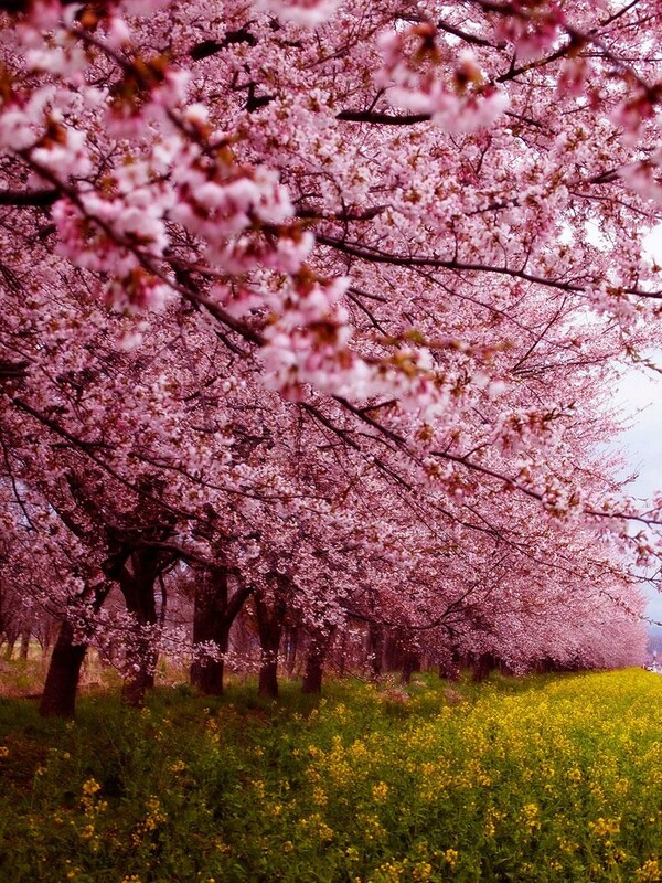 Hanami: η αποθέωση της Άνοιξης